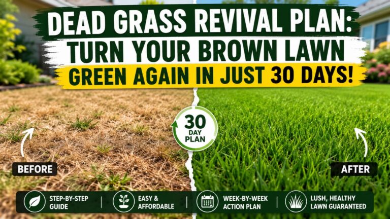 Dead Grass Revival Plan